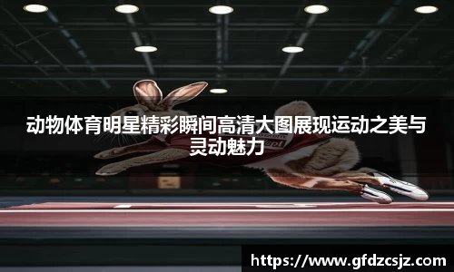 动物体育明星精彩瞬间高清大图展现运动之美与灵动魅力